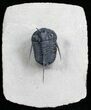 Devil Horned Cyphaspis Trilobite - Great Spines #3969-1